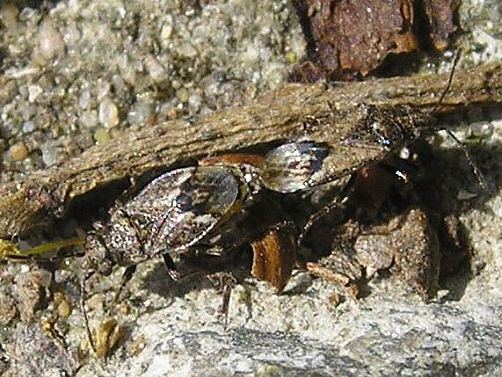 Lygaeidae: Nysius huttoni, 